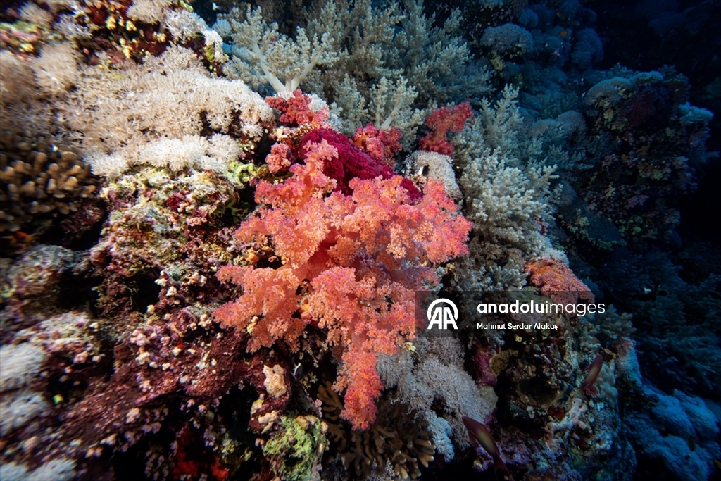 Su altında açan renkli bahçeler: Kızıldeniz Mercanları
