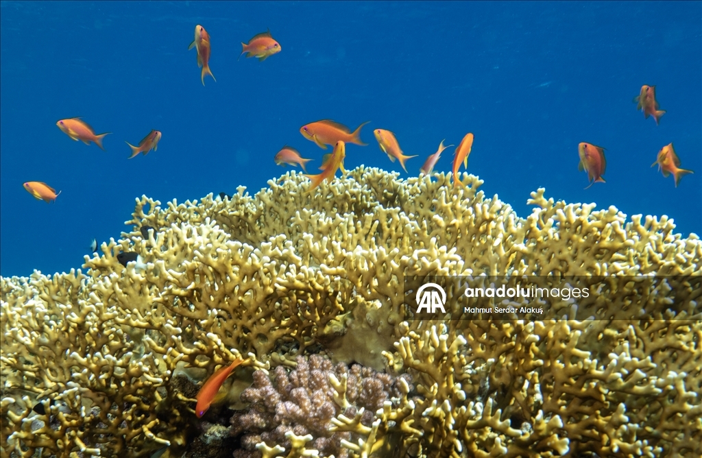 Red Sea’s Diversity and Coral Reefs