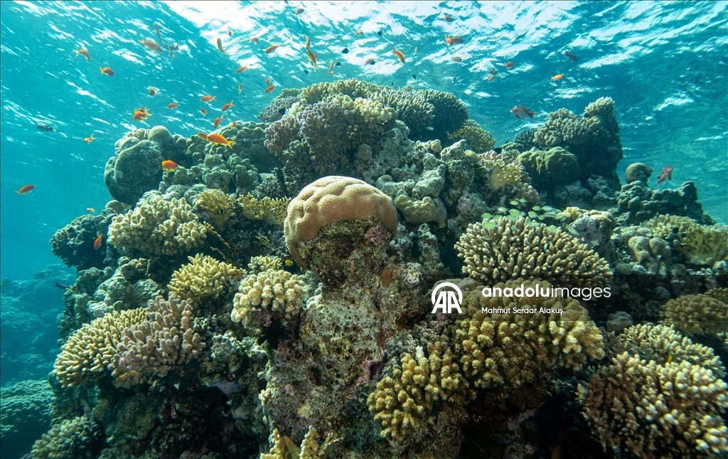 Red Sea’s Diversity and Coral Reefs