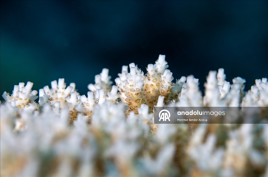 Red Sea’s Diversity and Coral Reefs