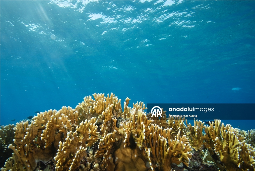 Red Sea’s Diversity and Coral Reefs