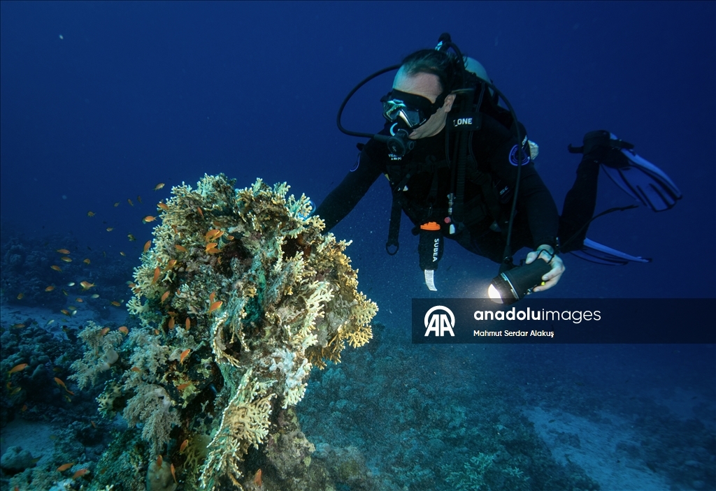 Red Sea’s Diversity and Coral Reefs