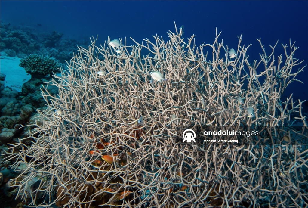 Red Sea’s Diversity and Coral Reefs