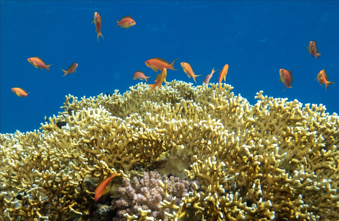 Red Sea’s Diversity and Coral Reefs