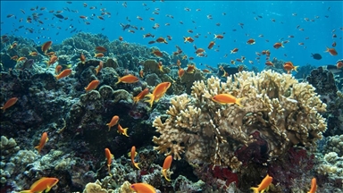 Su altında açan renkli bahçeler: Kızıldeniz Mercanları