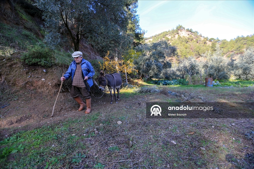 Görme engelli Raif dede yolunu 24 yıldır eşeği "Magare" sayesinde buluyor