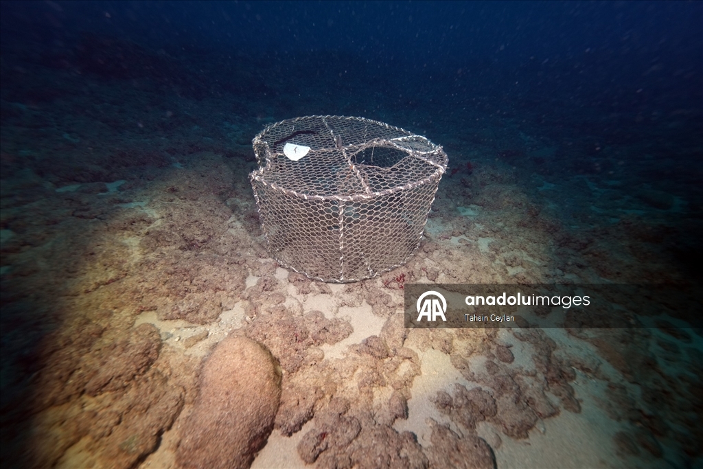 Doğu Akdeniz’de yasaklı av sepetleri denetimlerde tespit edilerek sudan çıkarıldı