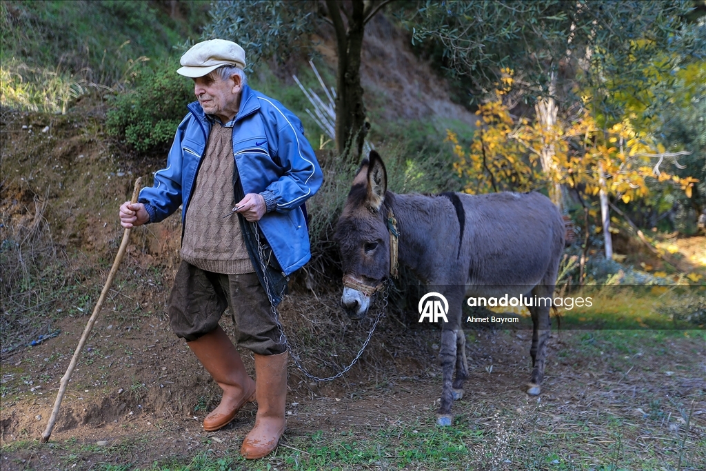 Görme engelli Raif dede yolunu 24 yıldır eşeği "Magare" sayesinde buluyor