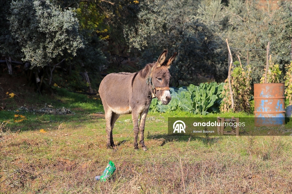 Görme engelli Raif dede yolunu 24 yıldır eşeği "Magare" sayesinde buluyor