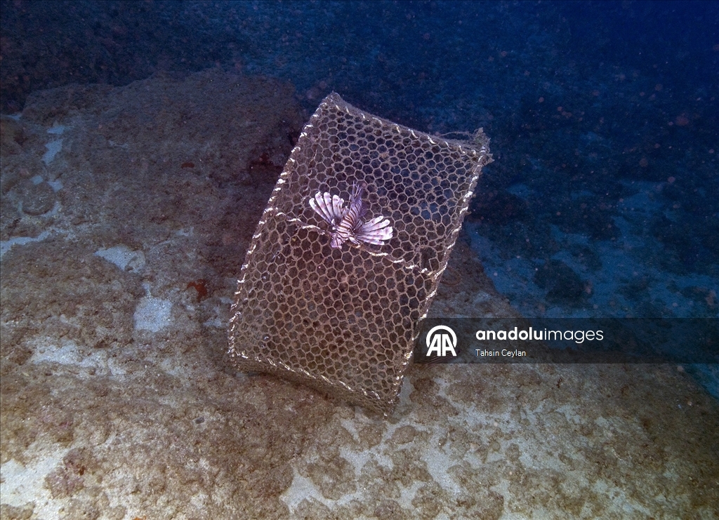 Doğu Akdeniz’de yasaklı av sepetleri denetimlerde tespit edilerek sudan çıkarıldı