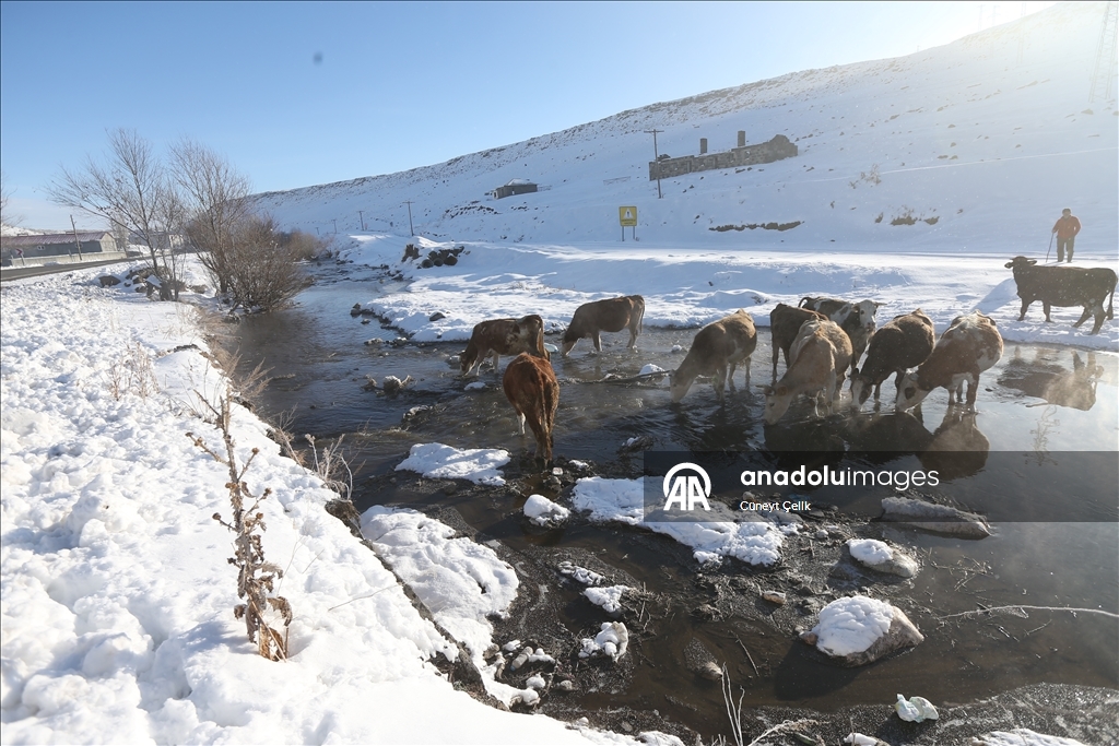 Kışın donmayan ve göz kamaştıran menderesler hayvancılığa katkı sağlıyor