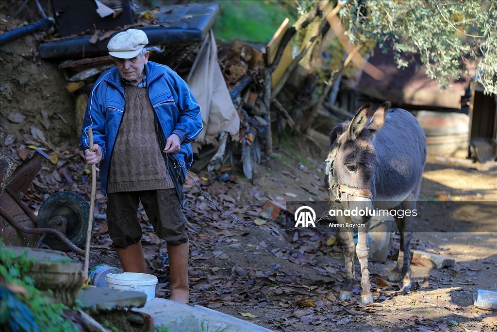 Görme engelli Raif dede yolunu 24 yıldır eşeği "Magare" sayesinde buluyor