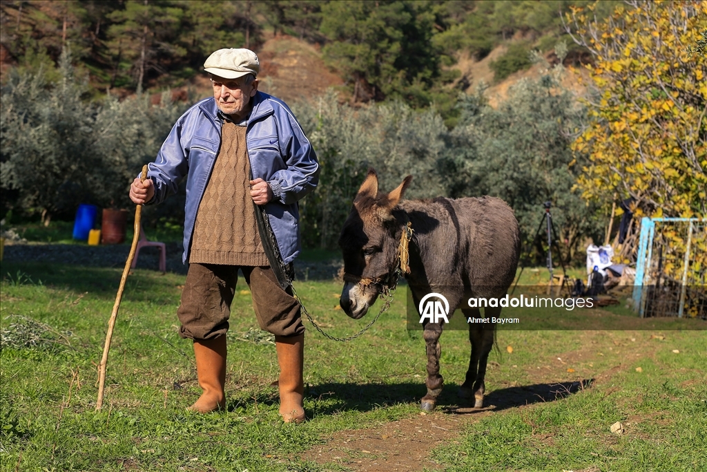 Görme engelli Raif dede yolunu 24 yıldır eşeği "Magare" sayesinde buluyor