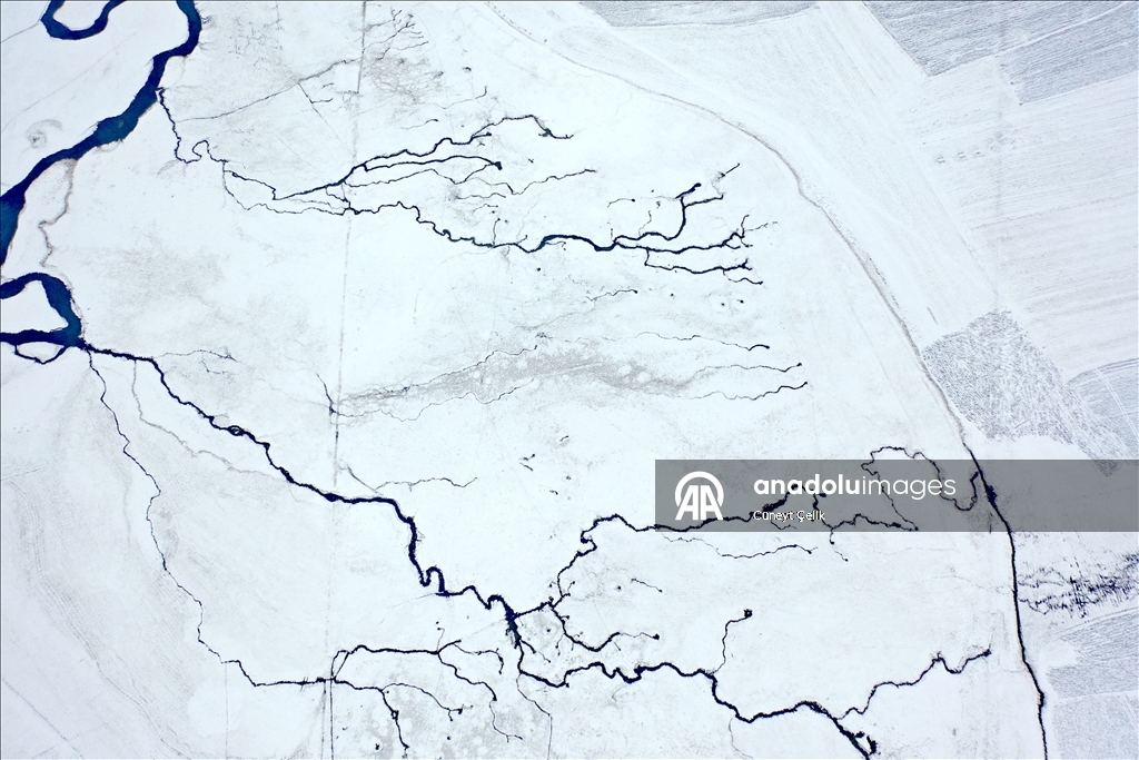 Li Qersê fitlonekên avê yên ku zivistanê naqerisin bi bedewiya xwe eleqeyê dibînin