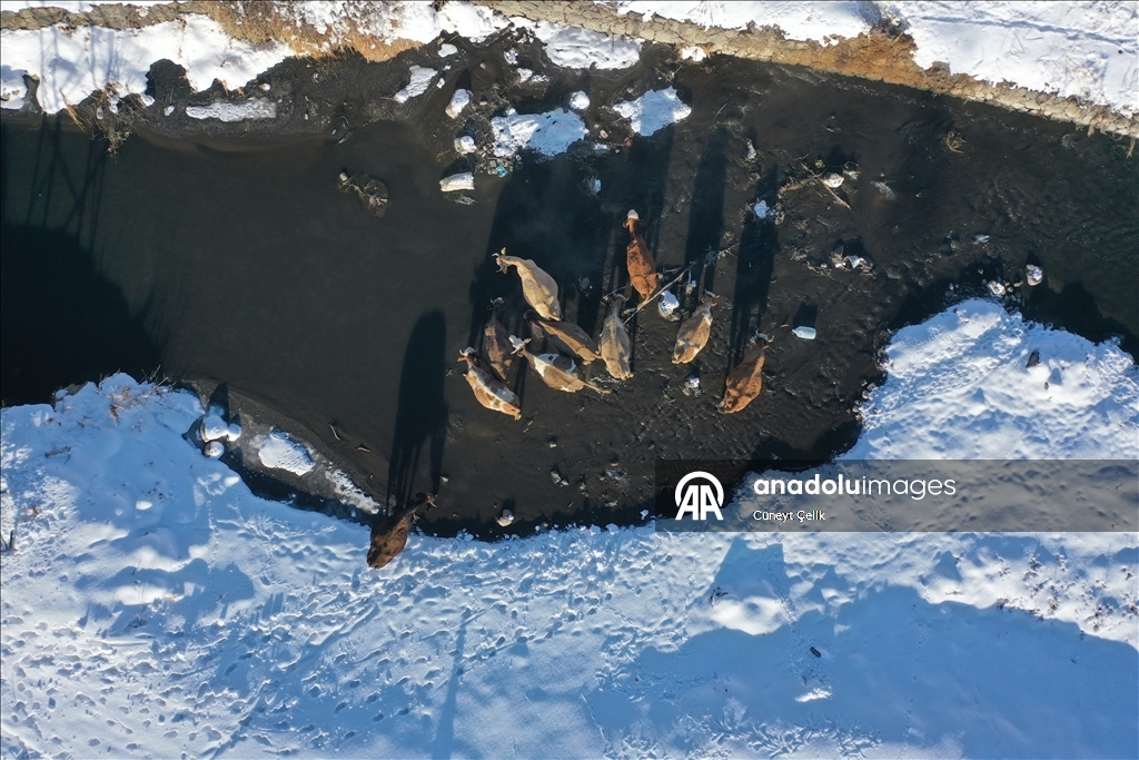 Li Qersê fitlonekên avê yên ku zivistanê naqerisin bi bedewiya xwe eleqeyê dibînin