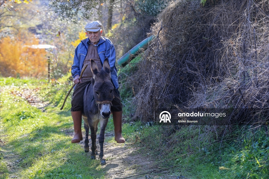 Görme engelli Raif dede yolunu 24 yıldır eşeği "Magare" sayesinde buluyor