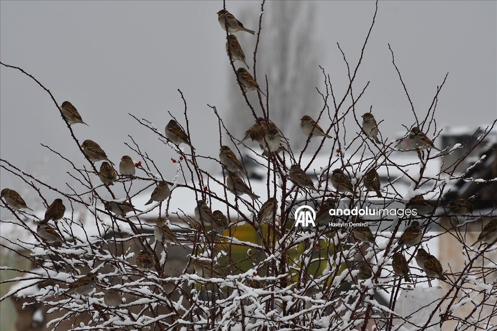 Kars'ın Sarıkamış ilçesinde kar yağışı ve soğuk hava etkili oldu