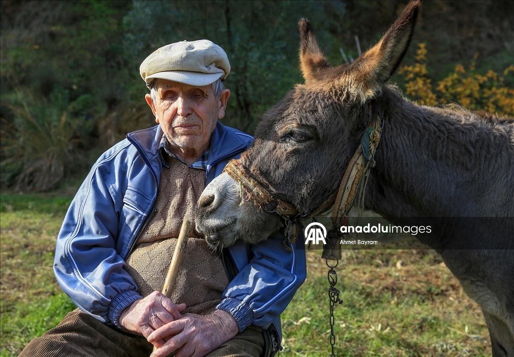 Görme engelli Raif dede yolunu 24 yıldır eşeği "Magare" sayesinde buluyor
