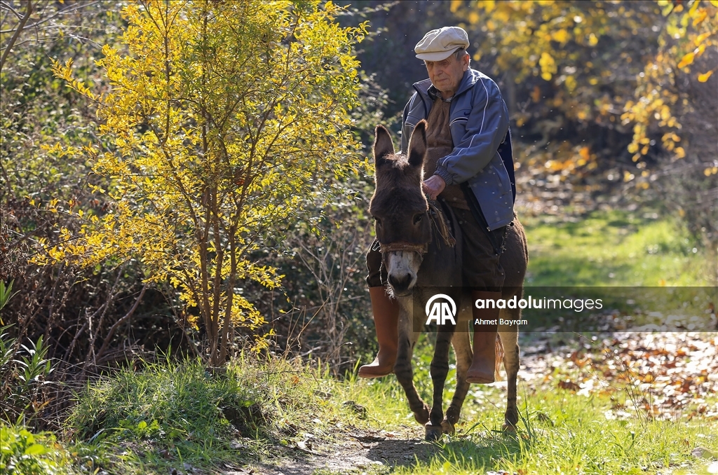Görme engelli Raif dede yolunu 24 yıldır eşeği "Magare" sayesinde buluyor