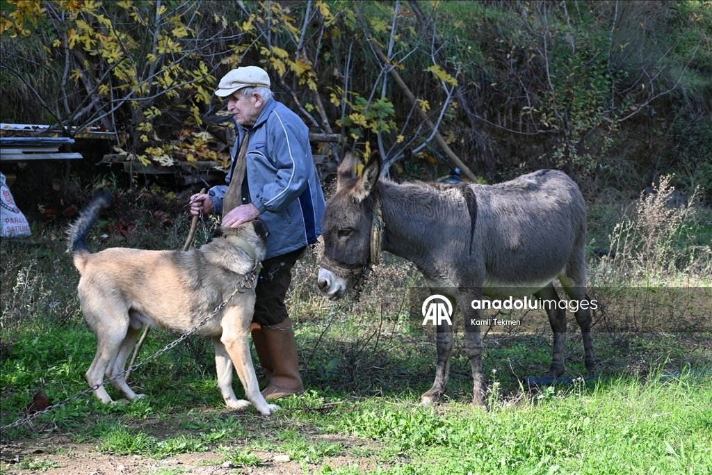 Görme engelli Raif dede yolunu 24 yıldır eşeği "Magare" sayesinde buluyor