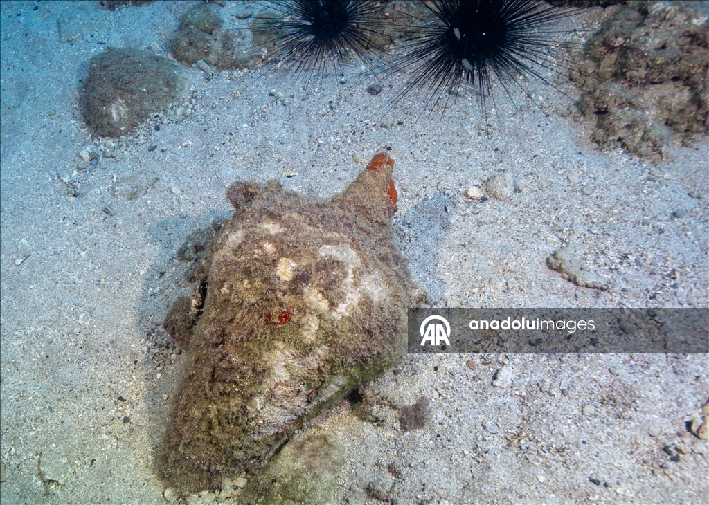 Дайверы запечатлели уникальное биоразнообразие глубин Восточного Средиземноморья 26