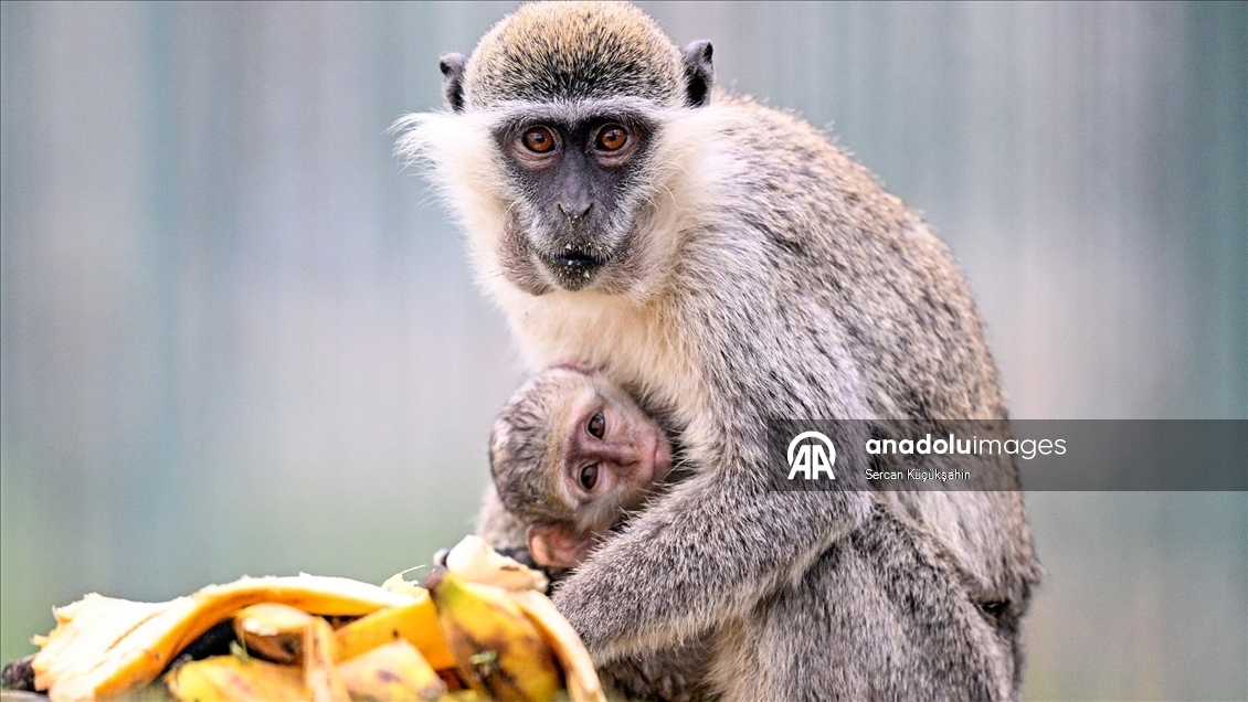 "14 Aralık Dünya Maymun Günü" Kayseri Hayvanat Bahçesi'nde muz partisiyle kutlandı