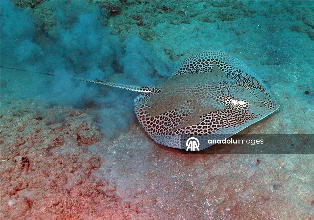 Дайверы запечатлели уникальное биоразнообразие глубин Восточного Средиземноморья 33