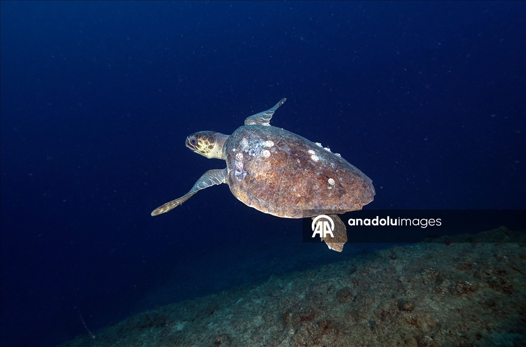 Дайверы запечатлели уникальное биоразнообразие глубин Восточного Средиземноморья 21