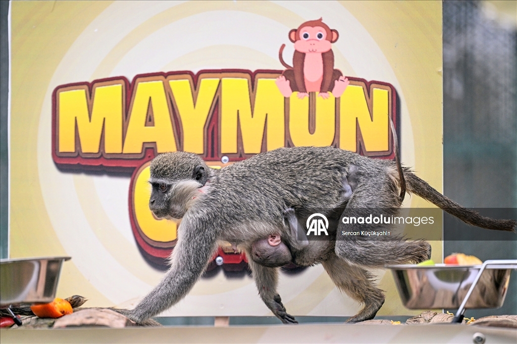 "14 Aralık Dünya Maymun Günü" Kayseri Hayvanat Bahçesi'nde muz partisiyle kutlandı
