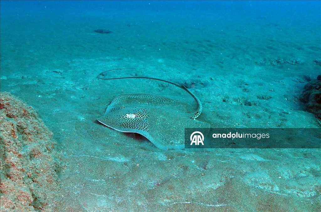 Дайверы запечатлели уникальное биоразнообразие глубин Восточного Средиземноморья 18