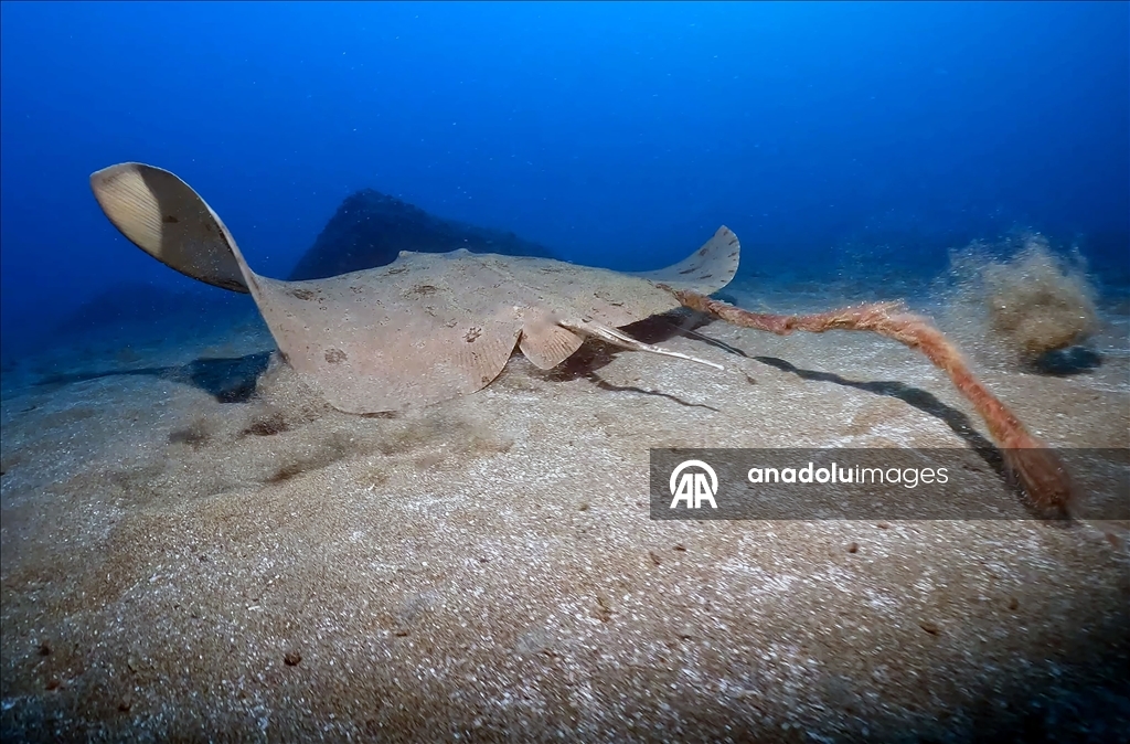 Дайверы запечатлели уникальное биоразнообразие глубин Восточного Средиземноморья 9