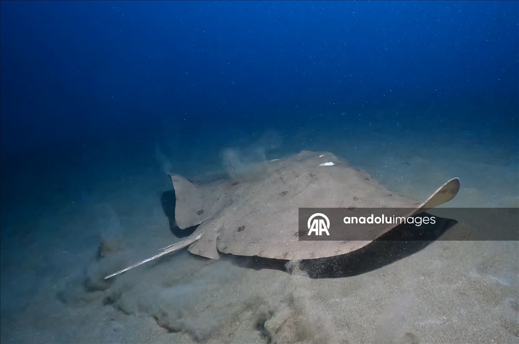 Дайверы запечатлели уникальное биоразнообразие глубин Восточного Средиземноморья 5