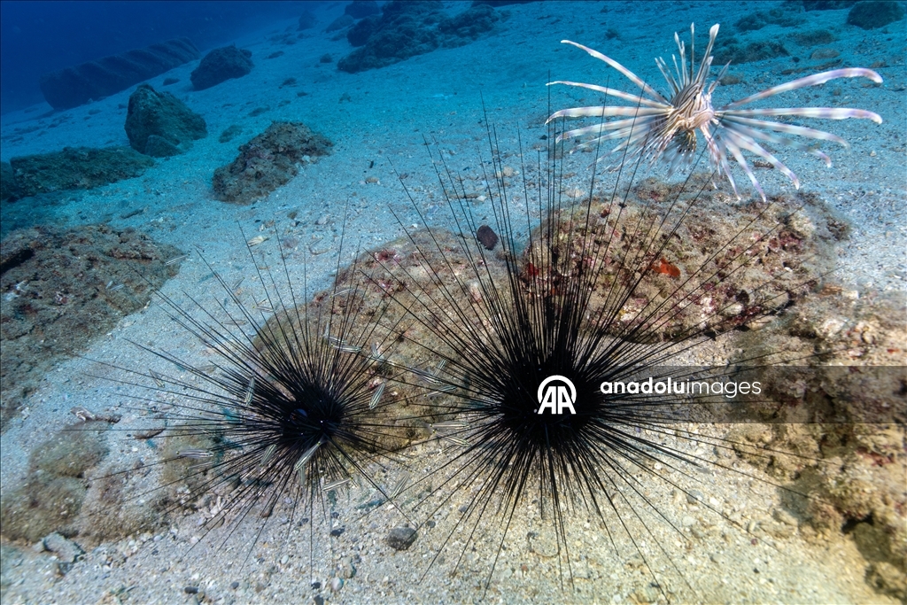 Дайверы запечатлели уникальное биоразнообразие глубин Восточного Средиземноморья 3
