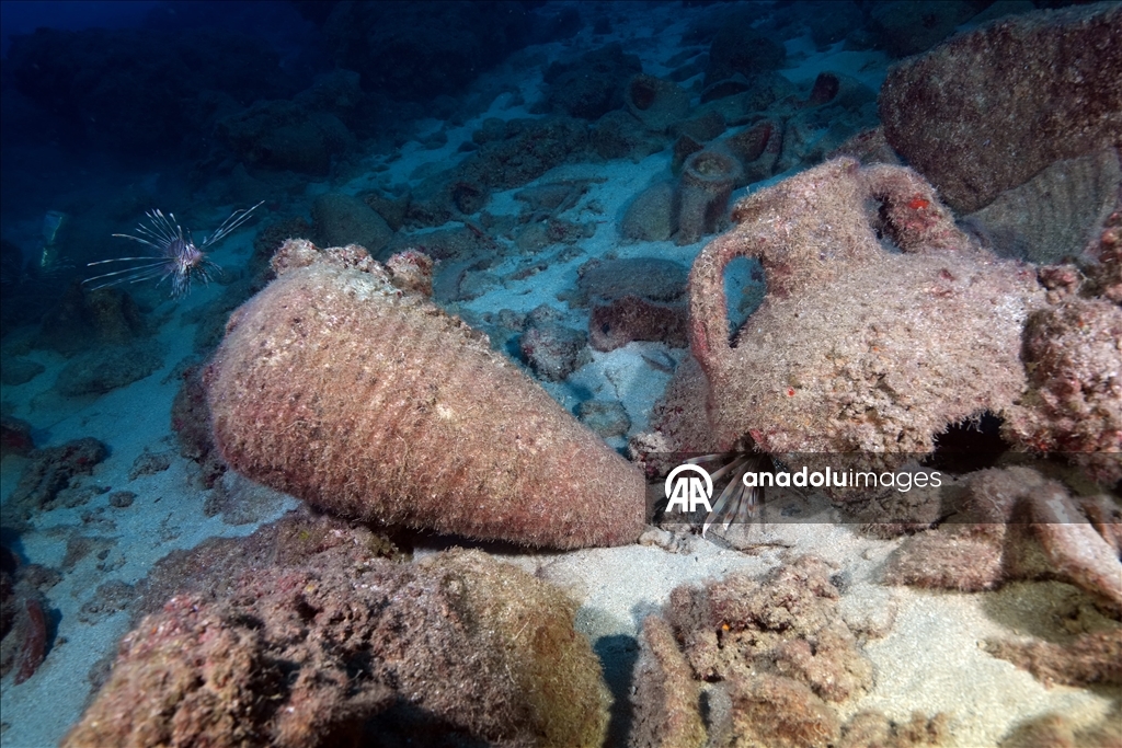 Дайверы запечатлели уникальное биоразнообразие глубин Восточного Средиземноморья 29