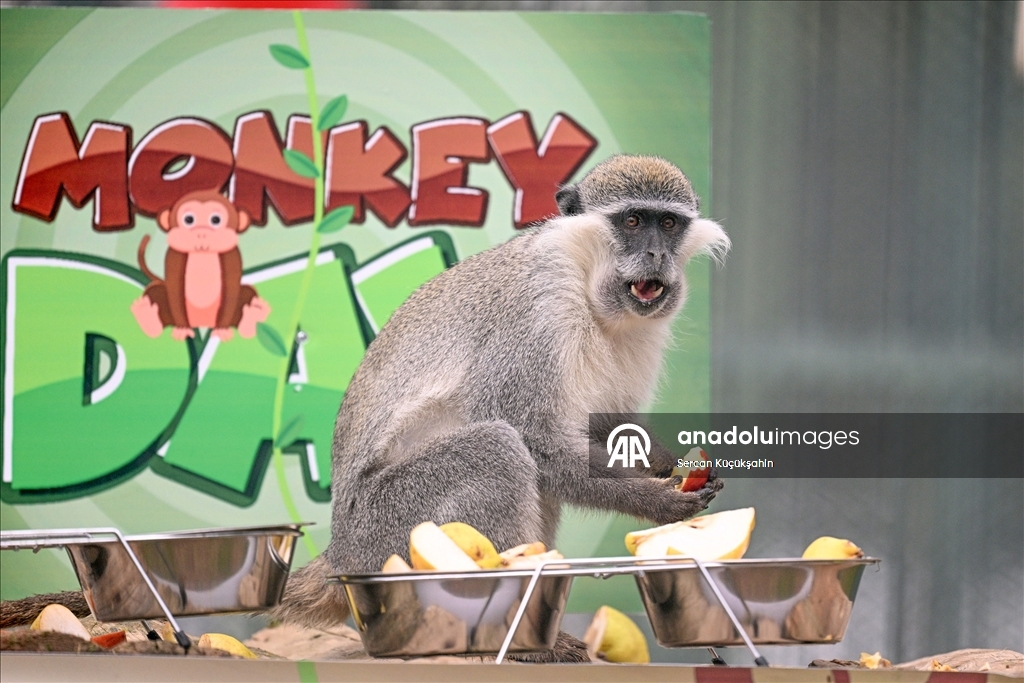 "14 Aralık Dünya Maymun Günü" Kayseri Hayvanat Bahçesi'nde muz partisiyle kutlandı