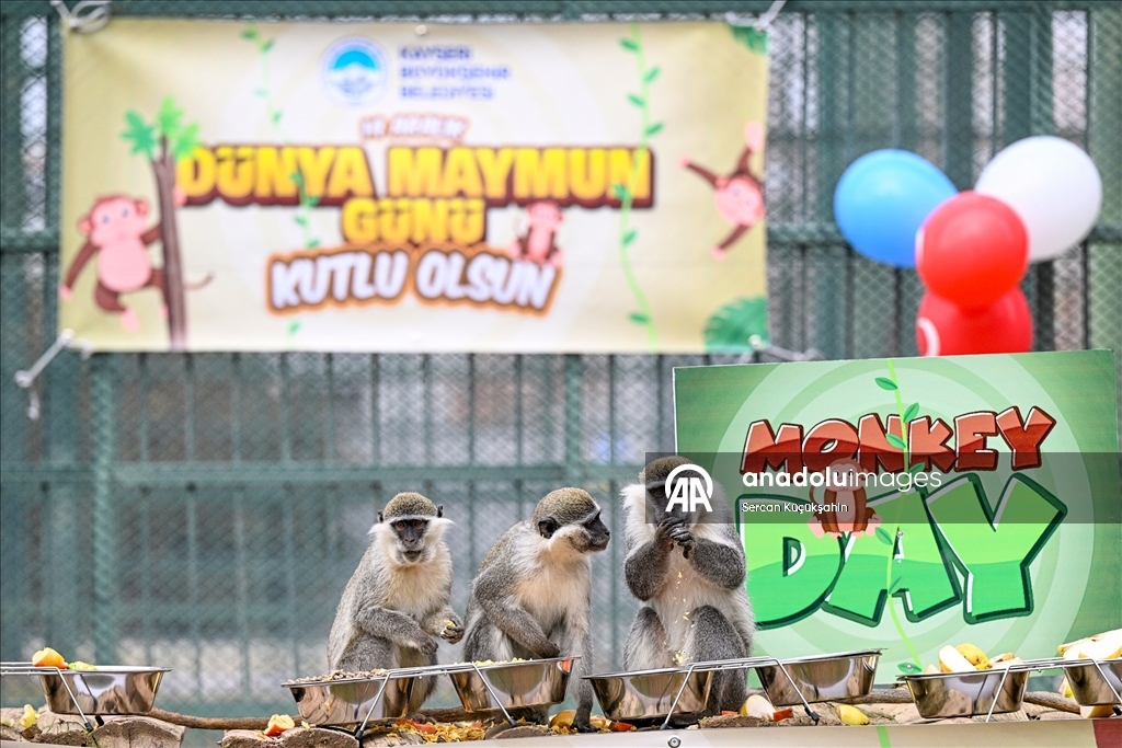 "14 Aralık Dünya Maymun Günü" Kayseri Hayvanat Bahçesi'nde muz partisiyle kutlandı