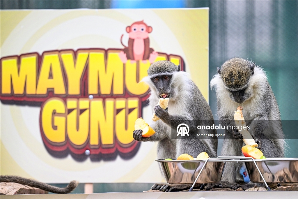 "14 Aralık Dünya Maymun Günü" Kayseri Hayvanat Bahçesi'nde muz partisiyle kutlandı