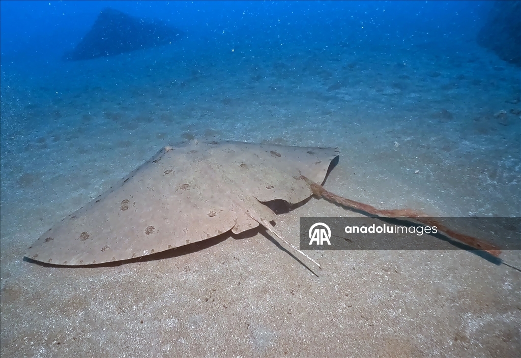 Дайверы запечатлели уникальное биоразнообразие глубин Восточного Средиземноморья 6