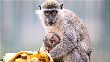 "14 Aralık Dünya Maymun Günü" Kayseri Hayvanat Bahçesi'nde muz partisiyle kutlandı