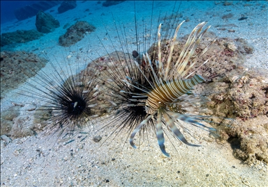 Дайверы запечатлели уникальное биоразнообразие глубин Восточного Средиземноморья