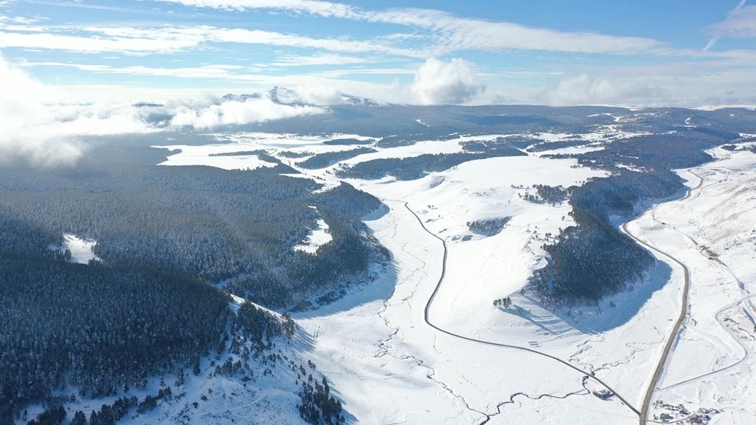 Kars'ta etkili olan kar yağışı sarıçam ormanlarını beyaza bürüdü