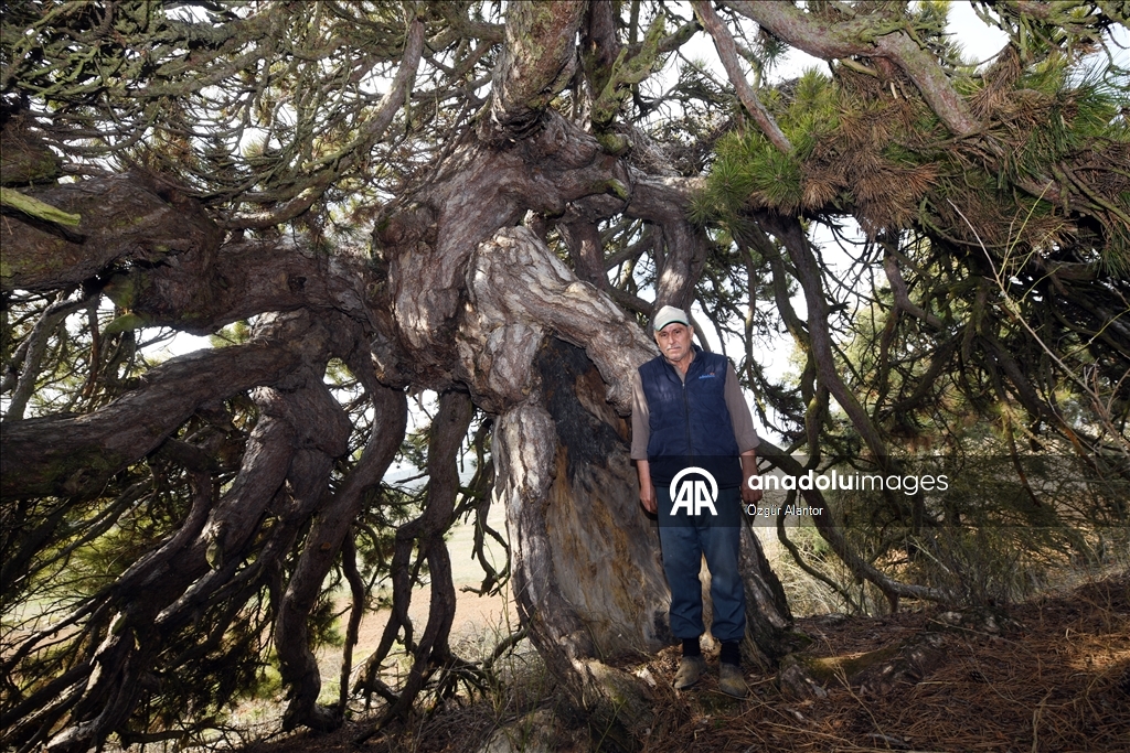 تركيا.. شجرة صنوبر تتحدى القرون بأغصانها المتدلية كالمظلة