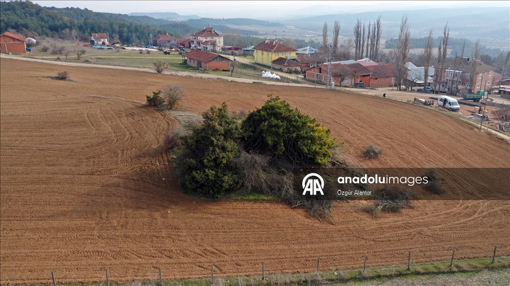 تركيا.. شجرة صنوبر تتحدى القرون بأغصانها المتدلية كالمظلة