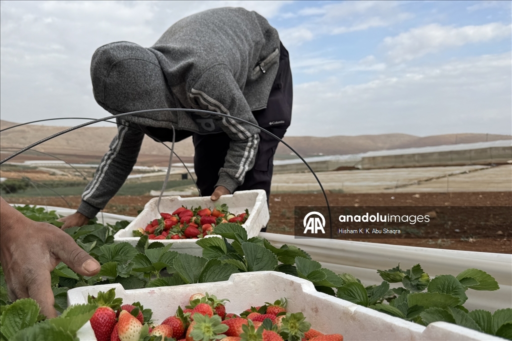 يبتلع الماء والغذاء بالضفة.. مخاوف فلسطينية من جدار إسرائيلي جديد