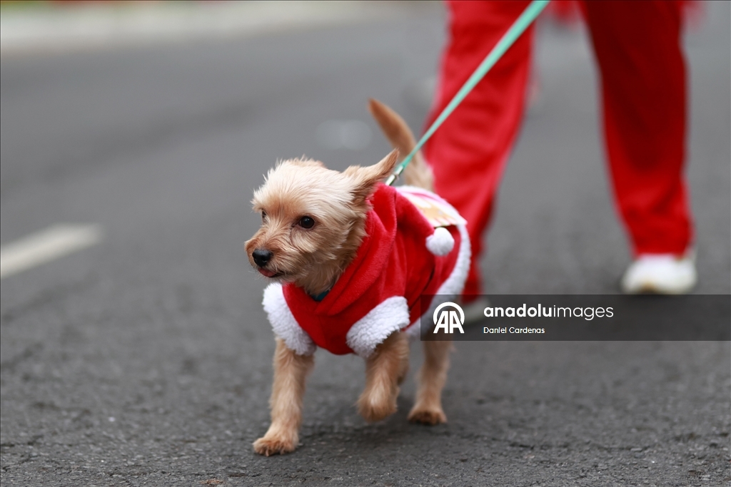 بالزي الأحمر.. مكسيكو سيتي تحتضن "سباق بابا نويل"