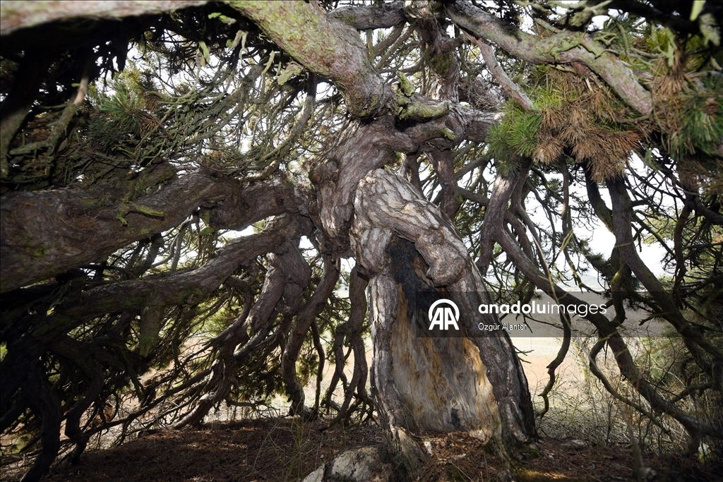 تركيا.. شجرة صنوبر تتحدى القرون بأغصانها المتدلية كالمظلة