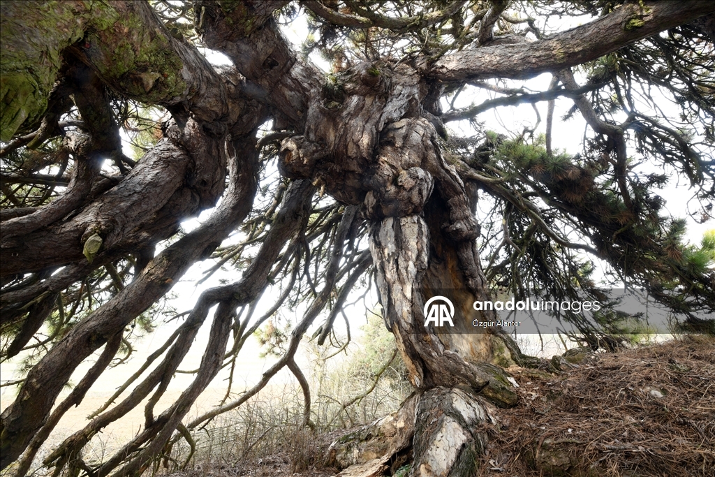 تركيا.. شجرة صنوبر تتحدى القرون بأغصانها المتدلية كالمظلة