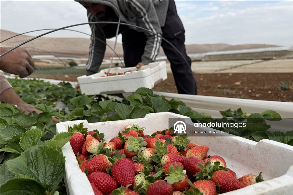 يبتلع الماء والغذاء بالضفة.. مخاوف فلسطينية من جدار إسرائيلي جديد