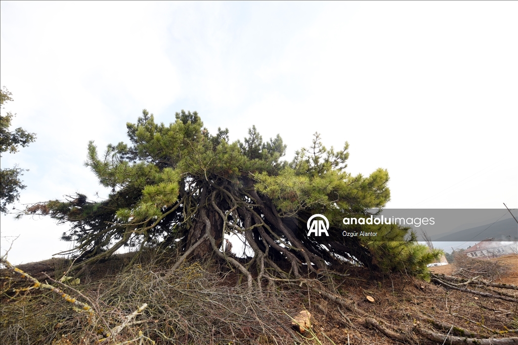 تركيا.. شجرة صنوبر تتحدى القرون بأغصانها المتدلية كالمظلة