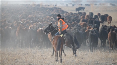 "Ağrı Dağı'nın kovboyları" eğittikleri yılkı atlarıyla sürüleri kontrol ediyor